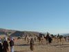 Bedouin safari