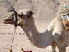 Bedouin safari